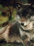 Eastern Timber Wolf