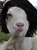 Gerard The Goat