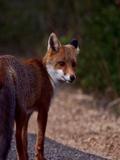 Sardinian Fox