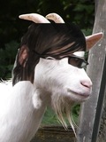 Mikey The Goat